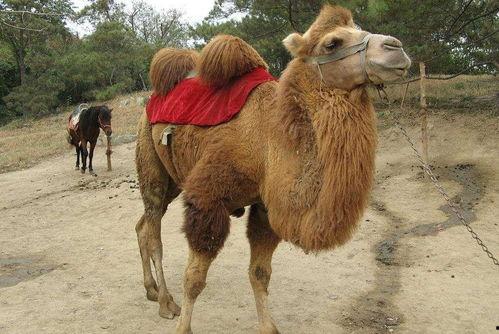 瘦死的骆驼爆料视频,揭秘娱乐圈惊人内幕